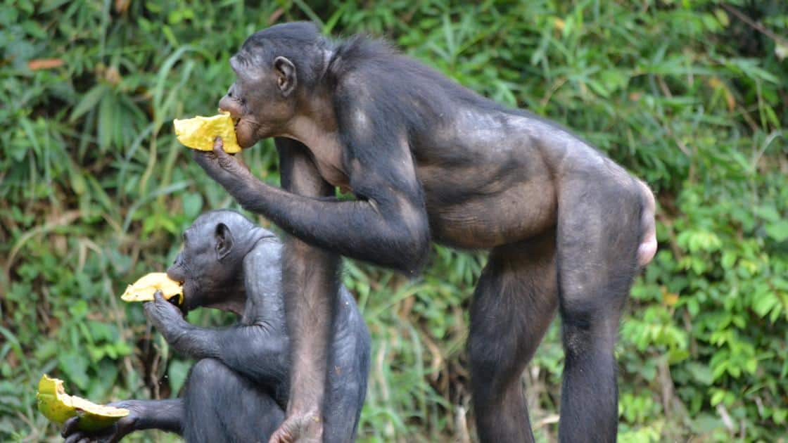 kinshasa congo lola ya bonobo