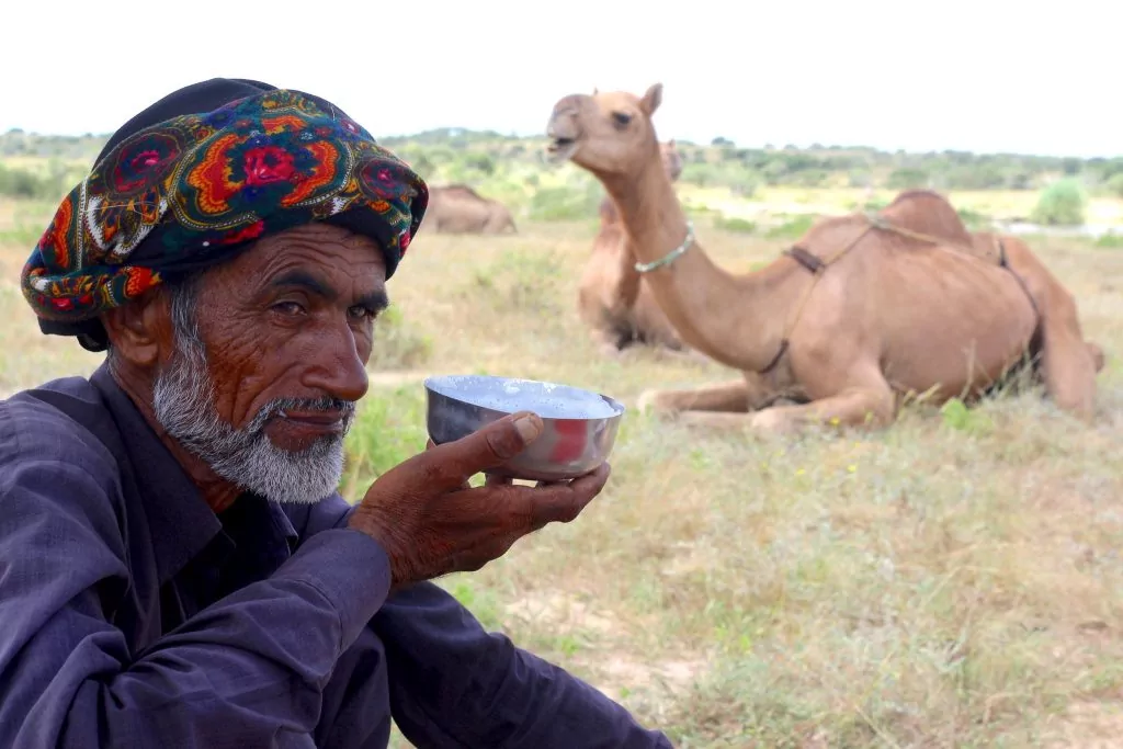 camel milk india