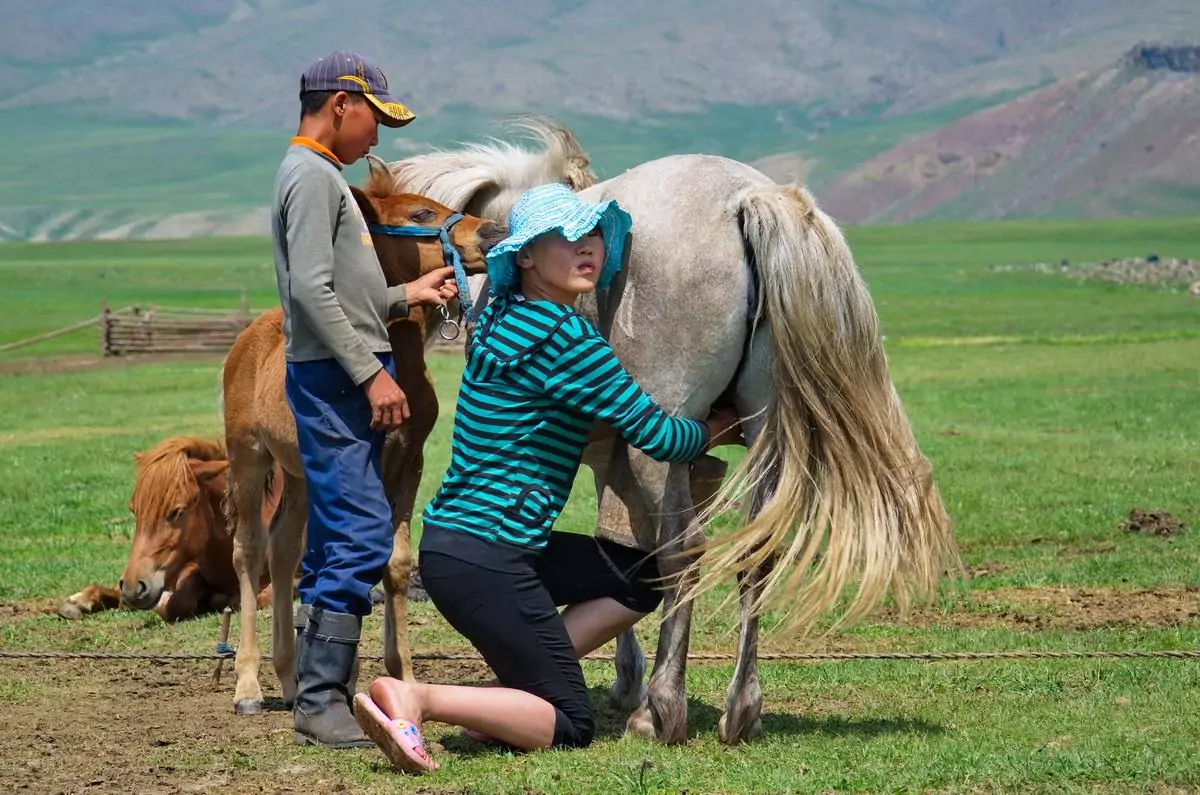 mongolia mare milking