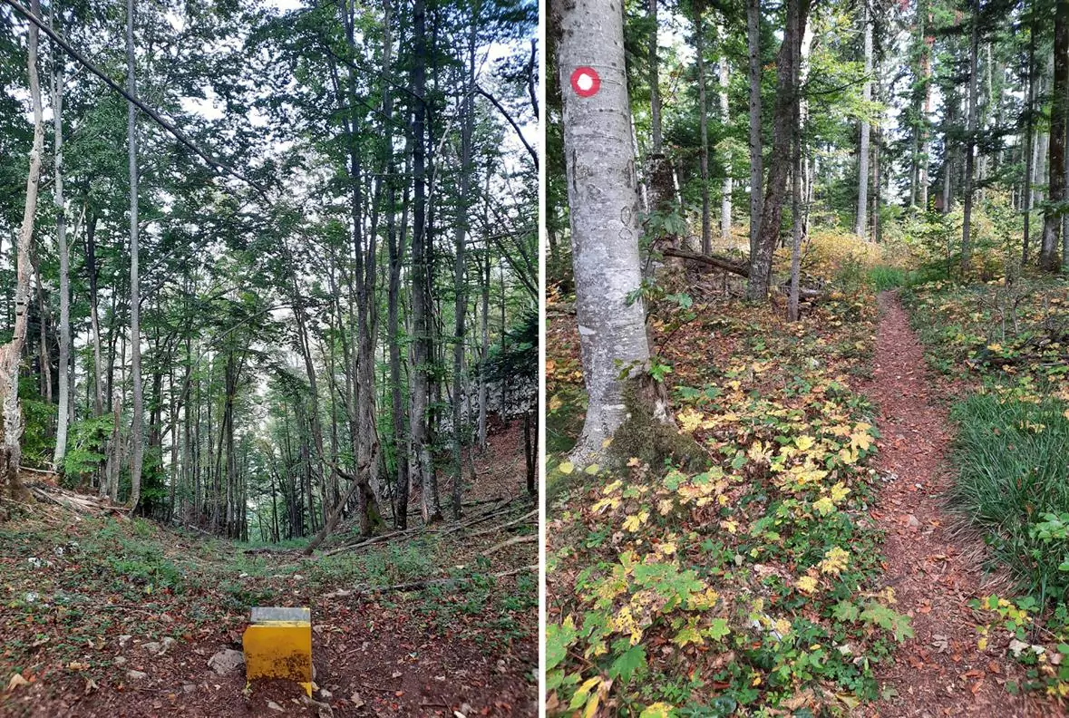 tara serbia 9a path forest