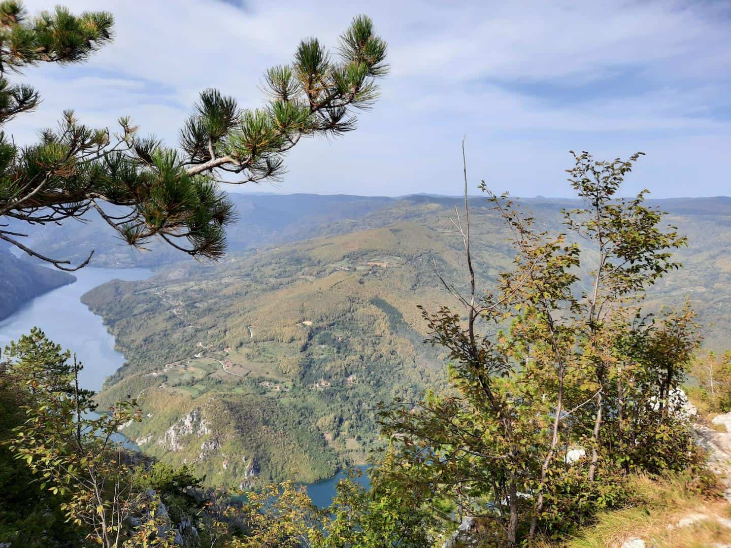 tara serbia viewpoint trees