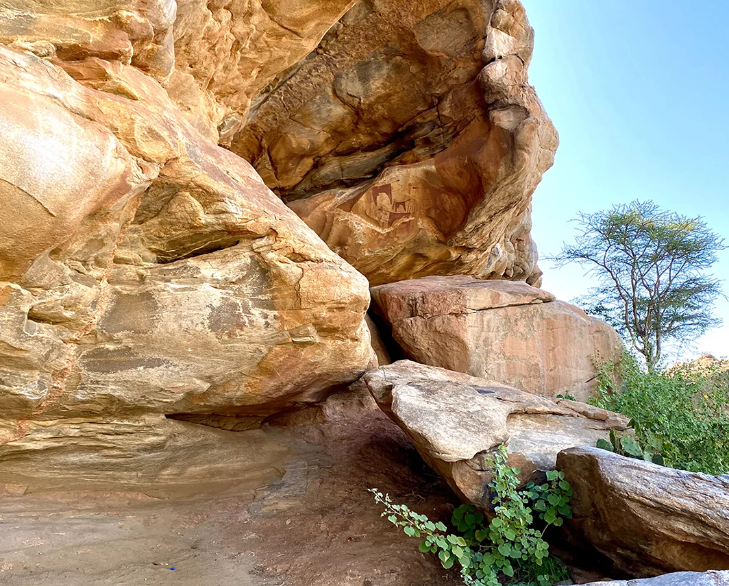 laas geel somaliland rock tree