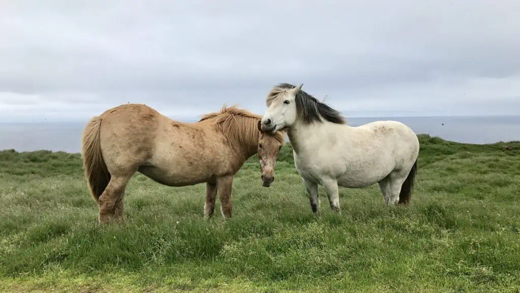 grimsey iceland icelandic horse