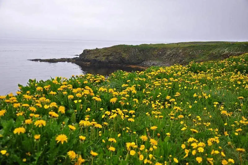 grimsey iceland nature