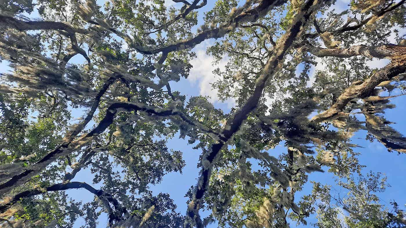 st.augustine florida us magnolia avenue canopies