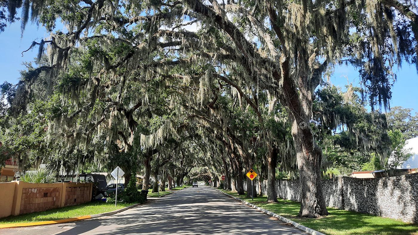 st.augustine florida us magnolia avenue canopy