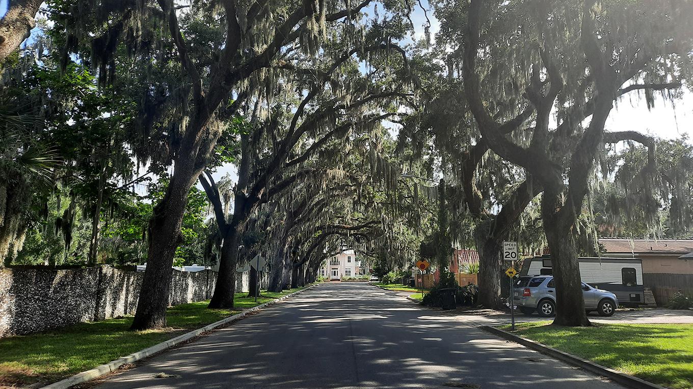 st.augustine florida us magnolia avenue oak canopy