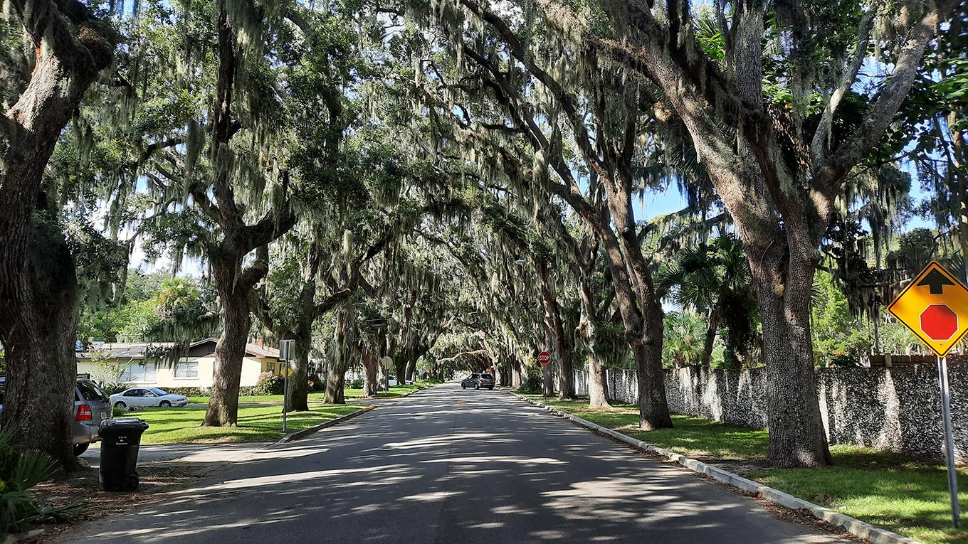 st.augustine florida us magnolia avenue oak trees