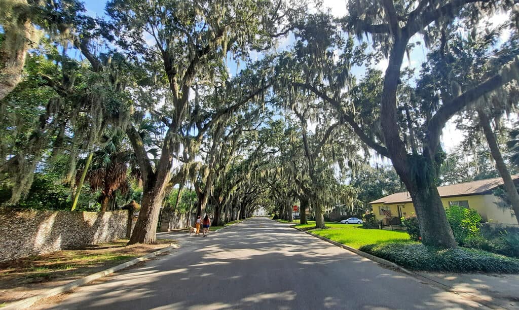 st.augustine florida us magnolia avenue oak canopy