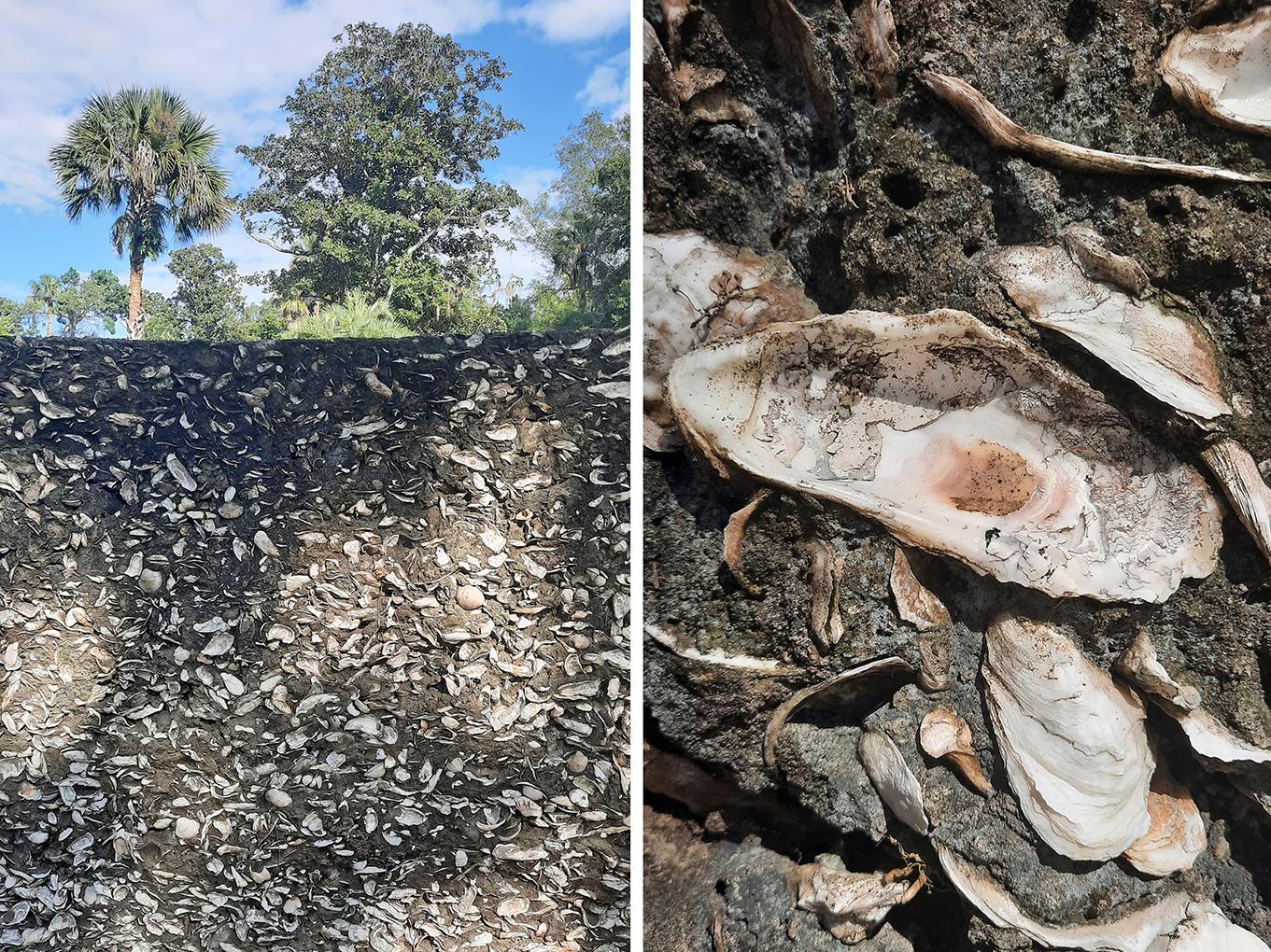 st.augustine florida us magnolia avenue shell wall