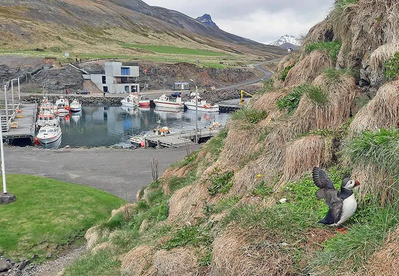 iceland puffin marina wings