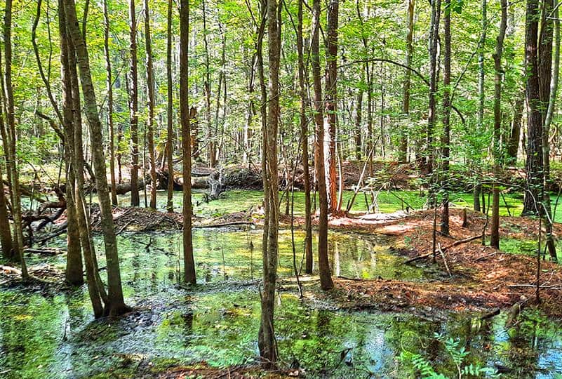 merchants millpond park north carolina us bennetts creek trail swamp