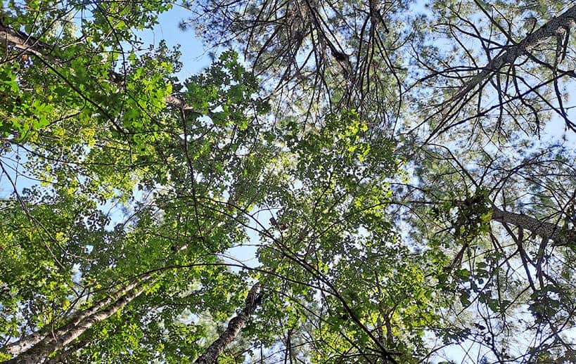 merchants millpond park north carolina us canopy