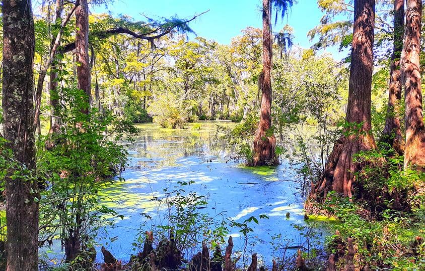 merchants millpond park north carolina us cypress point trail wetlands trees