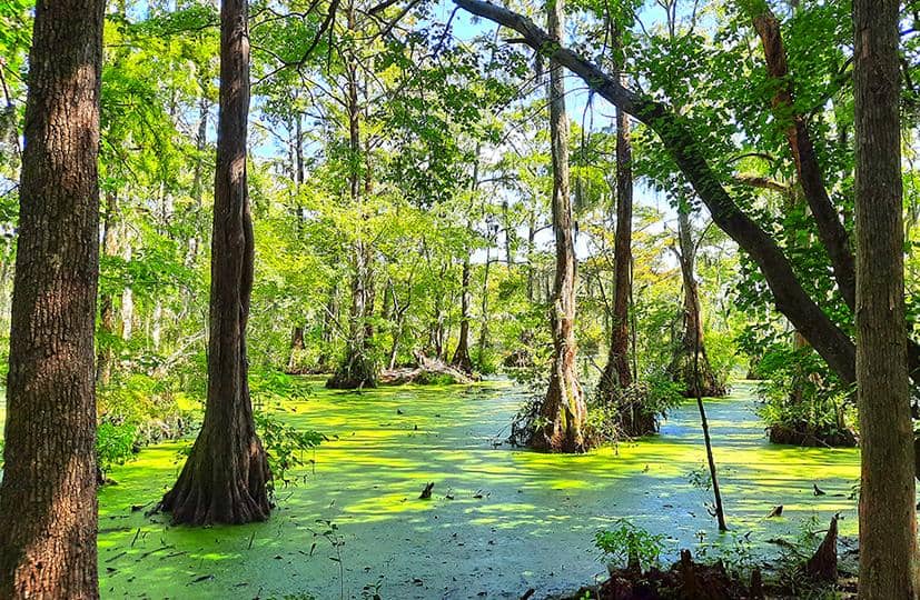 merchants millpond park north carolina us cypress point trail wetlands