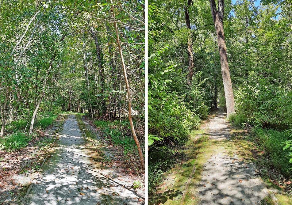 merchants millpond park north carolina us pathway forest trees