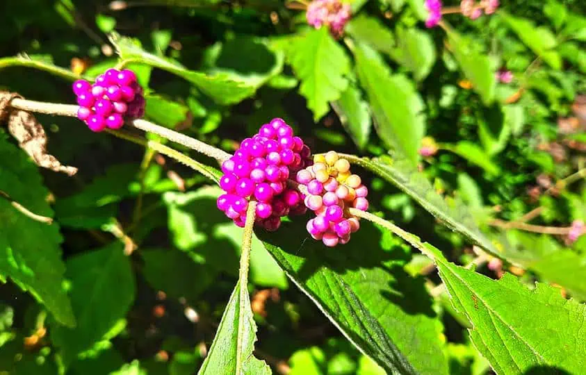 merchants millpond park north carolina us pink fruit