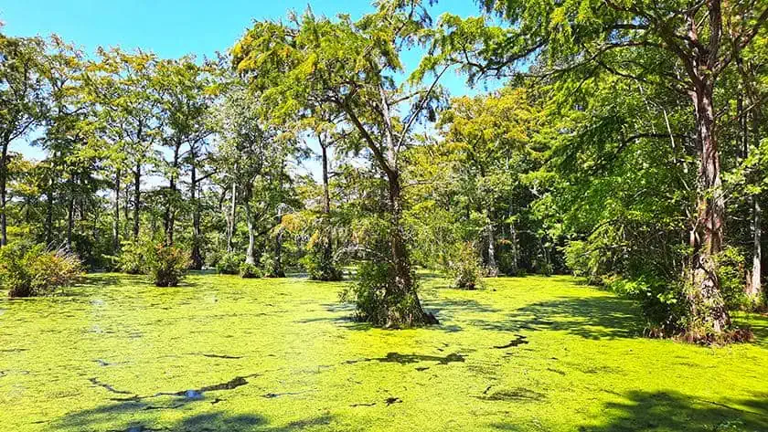 merchants millpond park north carolina us swamp pier