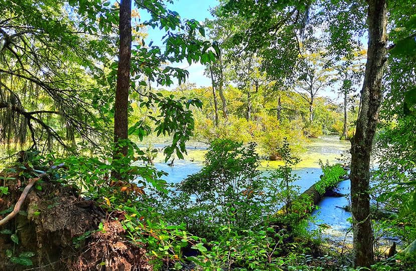 merchants millpond park north carolina us swamp trees