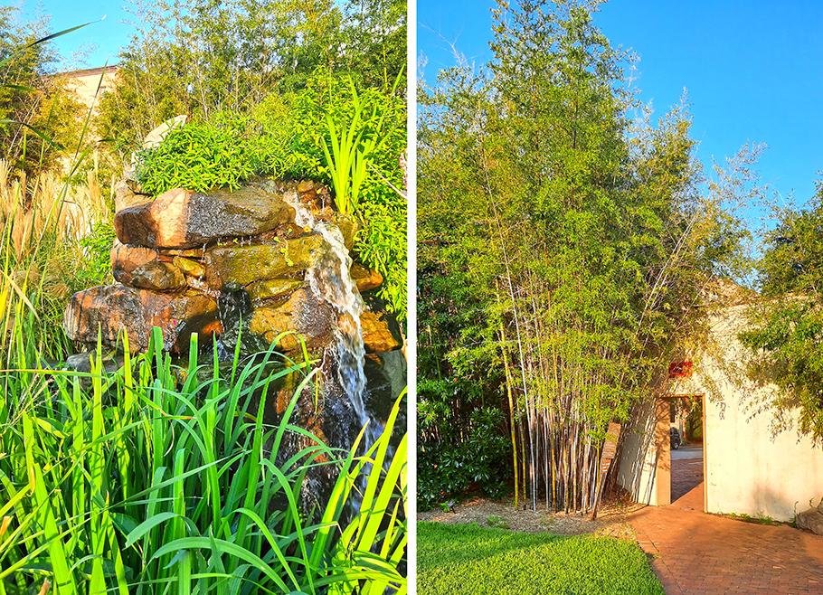 taiwanese garden norfolk virgina us vegetation