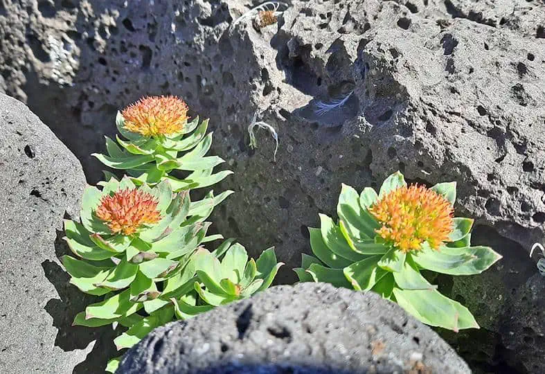 londrangar iceland orange flowers