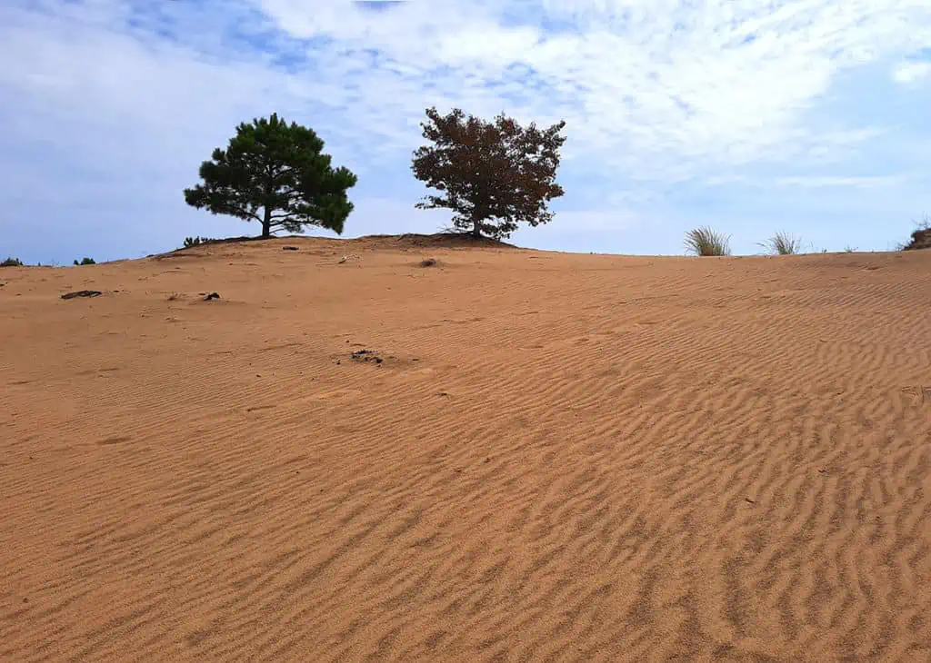 run hill nature preserve north carolina us dune trees