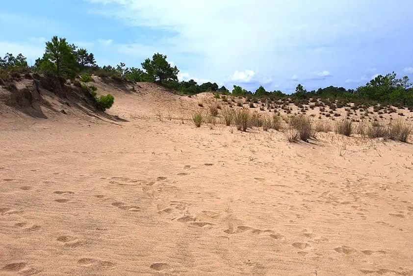run hill nature preserve north carolina us dune