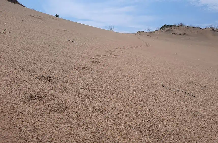 run hill nature preserve north carolina us dune foot prints