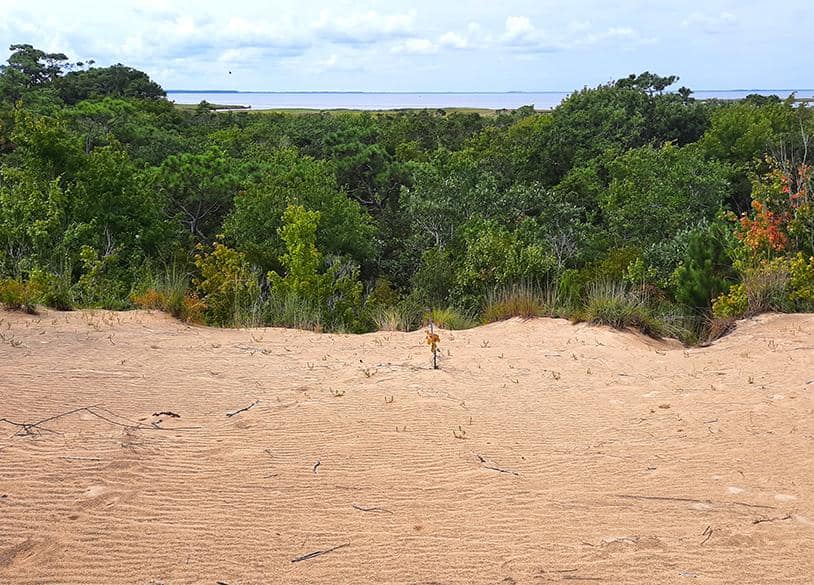 run hill nature preserve north carolina us dune forest