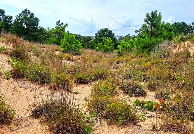 run hill nature preserve north carolina us dune sand trees