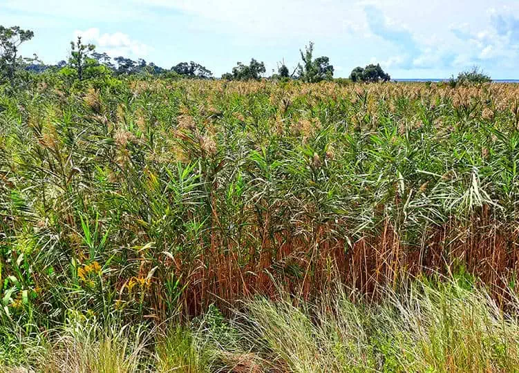run hill nature preserve north carolina us reeds