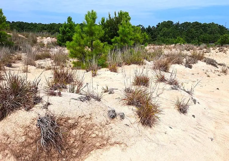 run hill nature preserve north carolina us vegetation dune