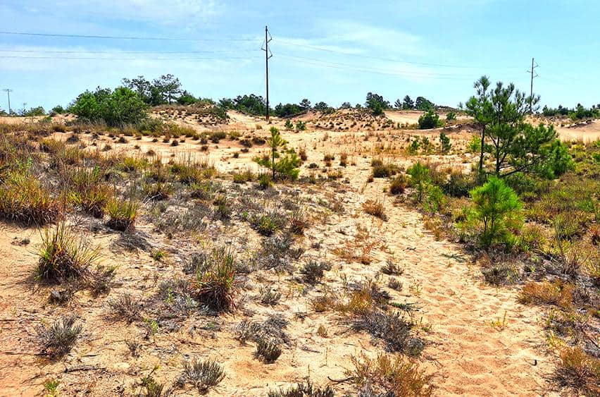 run hill nature preserve north carolina us vegetation sand