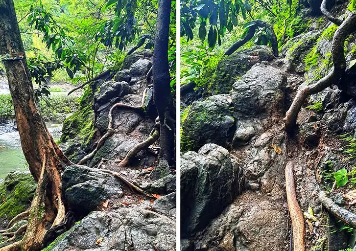 costa rica montezuma waterfall tree path 1