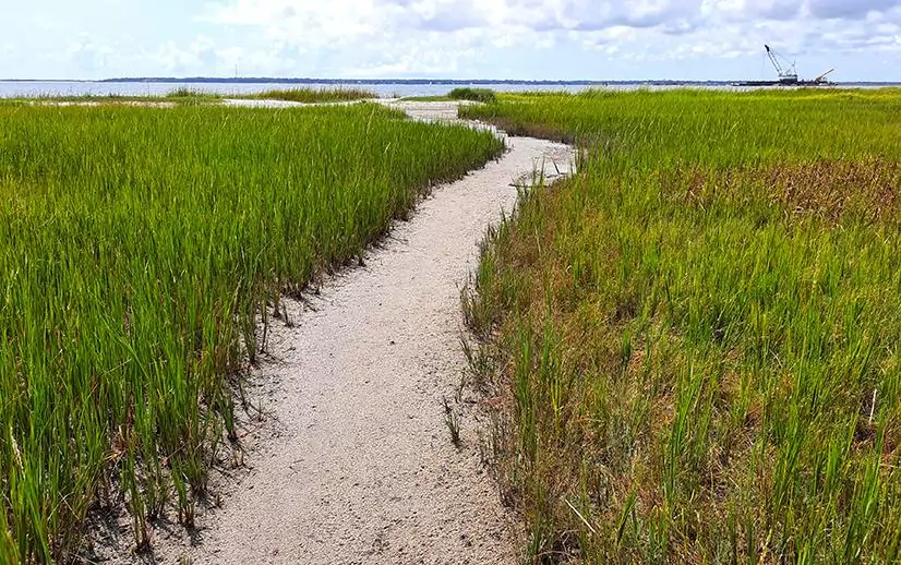 hog island charleston south carolina us pathway beach