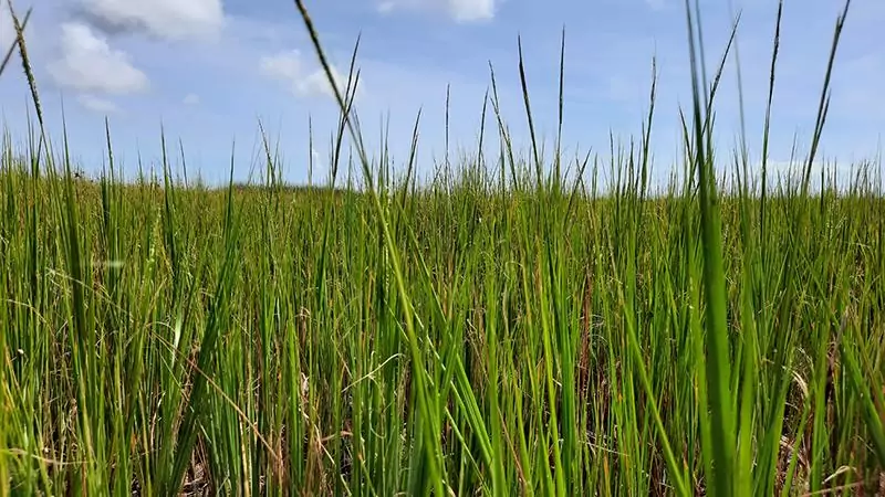 hog island charleston south carolina us reeds
