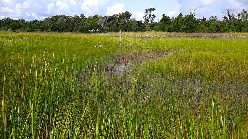 hog island charleston south carolina us reeds trees