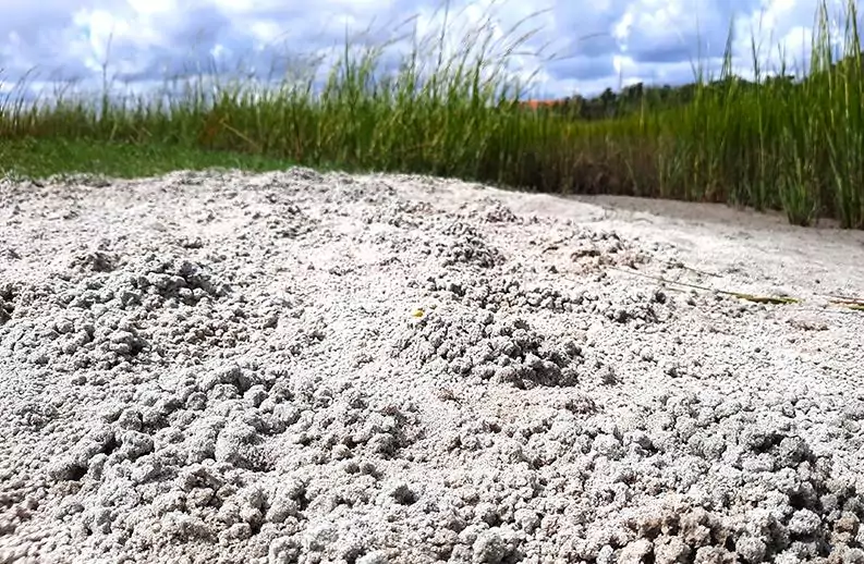 hog island charleston south carolina us sand