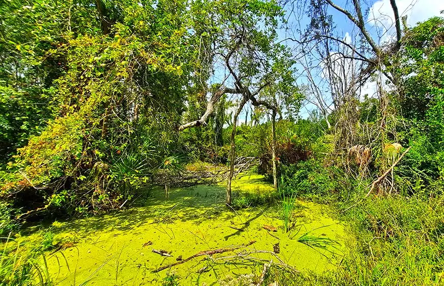 hog island charleston south carolina us swamp