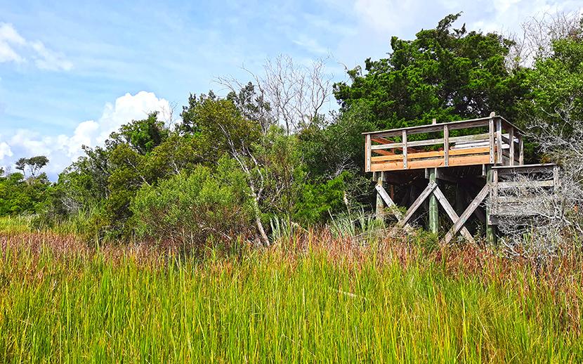 hog island charleston south carolina us the lookout