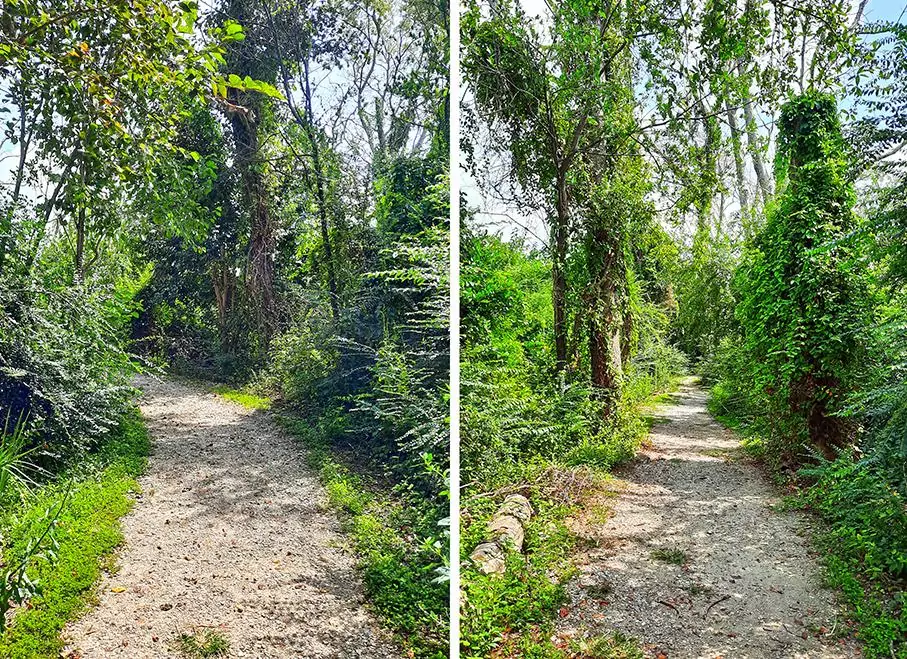 hog island charleston south carolina us trail