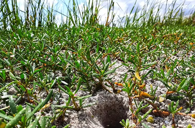 hog island charleston south carolina us vegetation hole