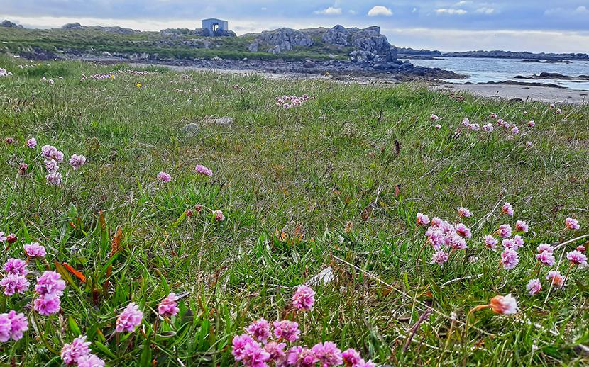 illugastadir seal beach iceland flowers