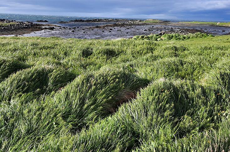 illugastadir seal beach iceland grass