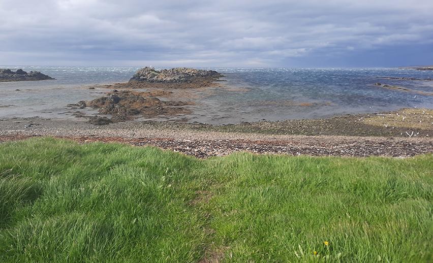 illugastadir seal beach iceland grass beach