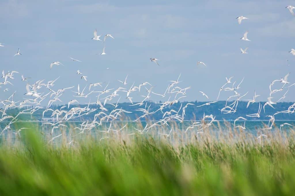 eastern ukraine Bilosaraiska kosa spit donetsk birds