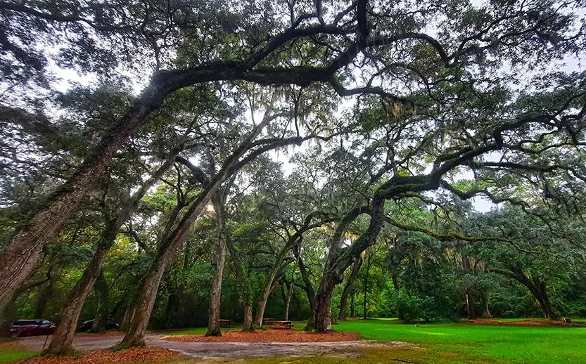 sheldon church ruins south carolina us oak trees