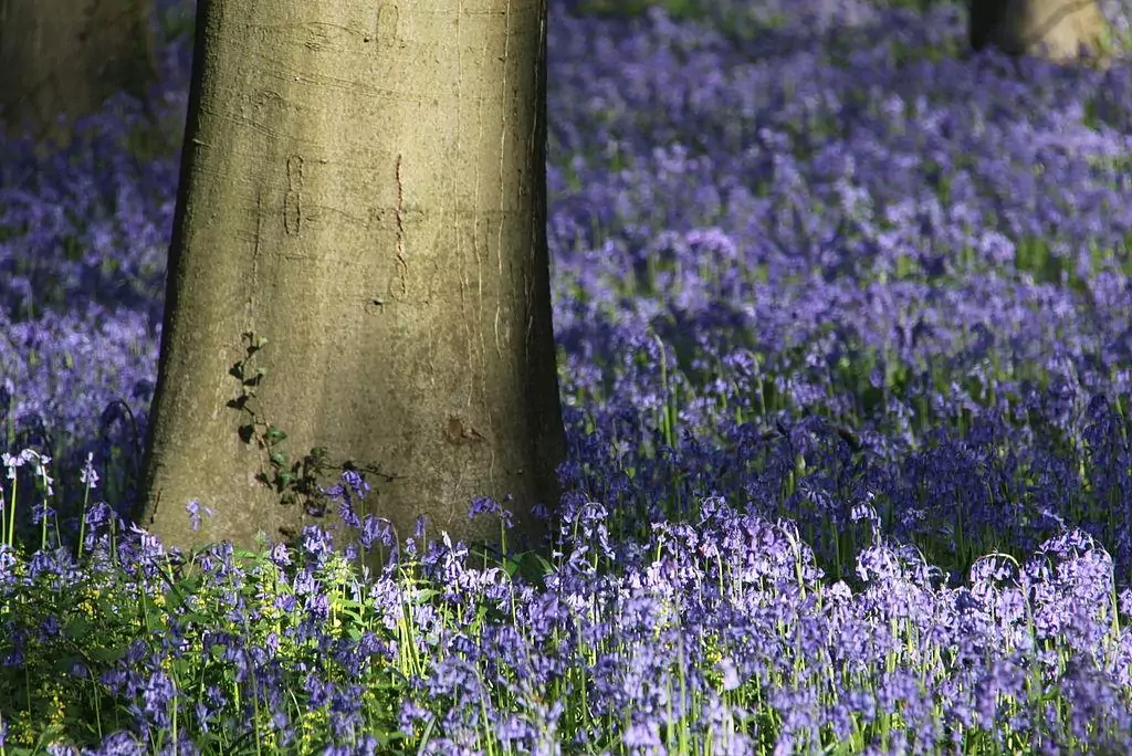Hallerbos Belgium blue forest bluebell flowers 1