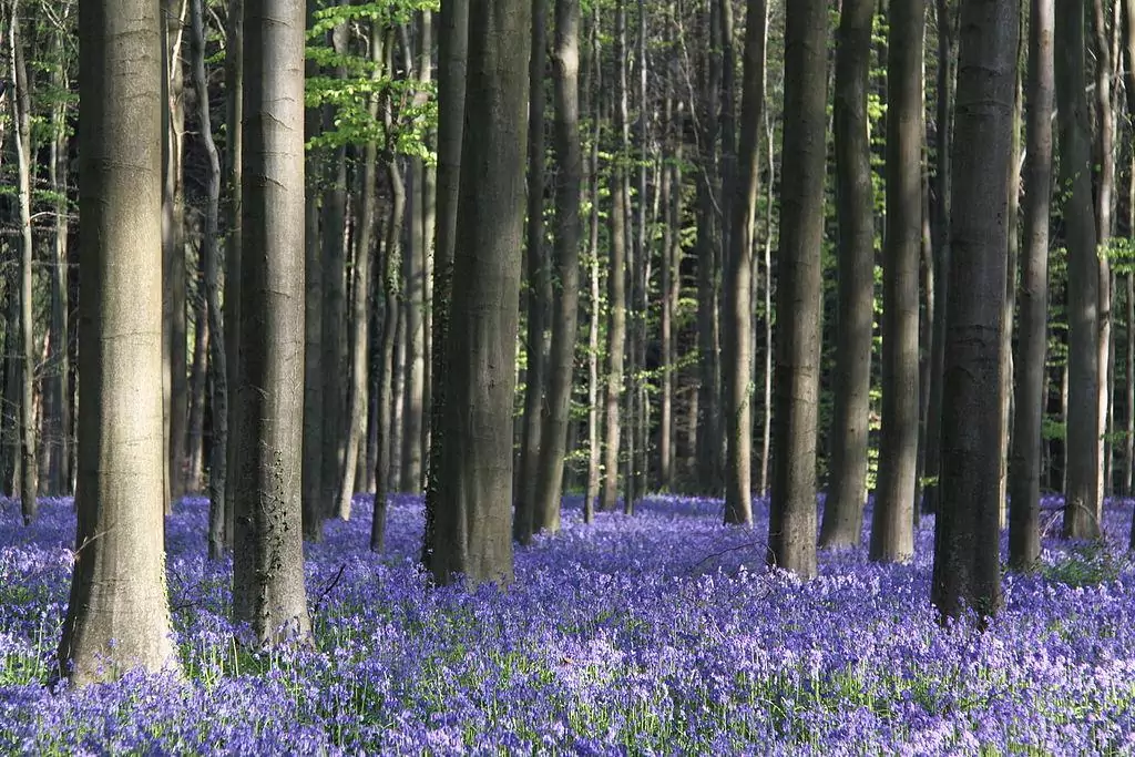 Hallerbos Belgium blue forest bluebell flowers 2