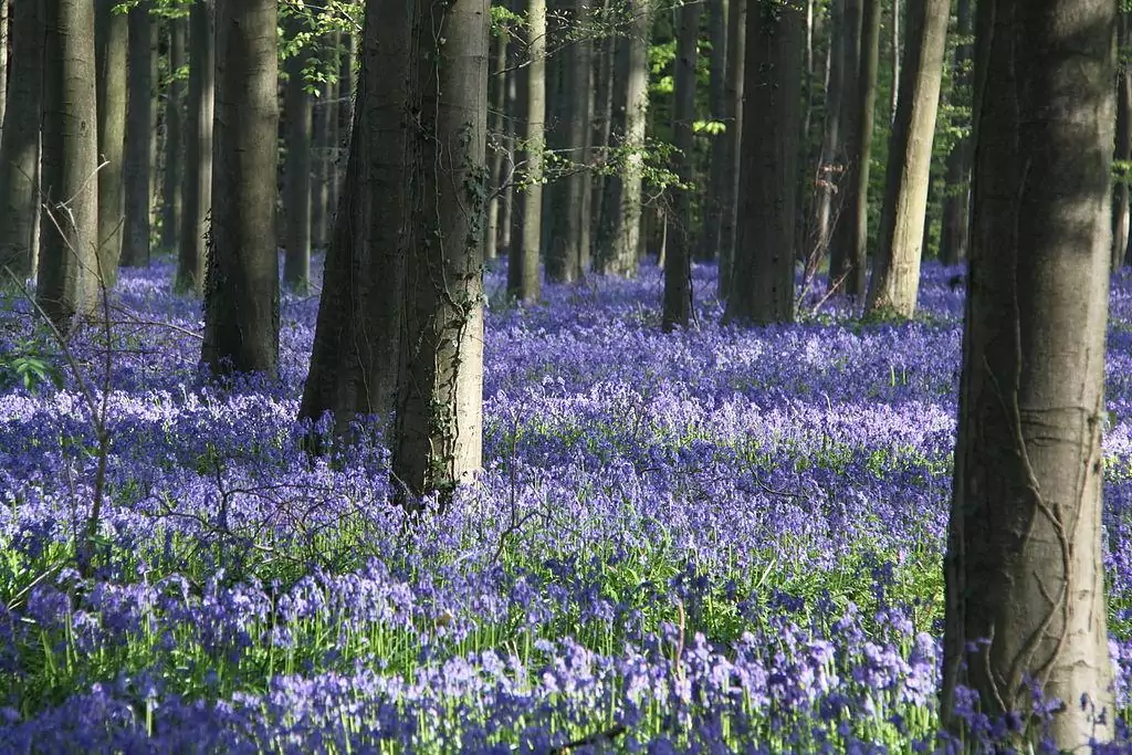 Hallerbos Belgium blue forest bluebell flowers 3